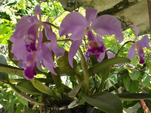 a bunch of purple flowers in a plant at Trancoso Casas Para Temporada in Trancoso