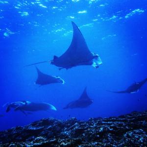 Zvířata v penzionu nebo okolí