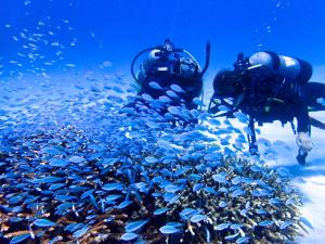 two people taking pictures of a large group of fish at Kerama Terrace in Tokashiki