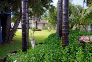 a garden with two palm trees and a house at Esperance Beachfront Resort in Esperance