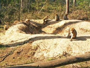 a group of monkeys sitting on top of a rock at Am Mischwald in Nossentiner Hütte in Nossentiner Hütte