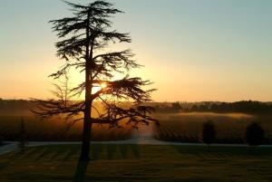 a tree in a field with the sunset in the background at Château du Tertre in Arsac