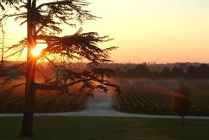 a sunset in a vineyard with a tree and a field at Château du Tertre in Arsac