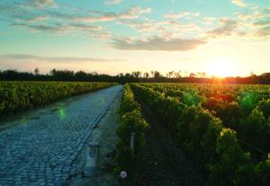 a cobblestone road in a field with the sunset at Château du Tertre in Arsac