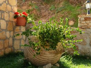 A garden outside XENIOS ZEYS (ΞΕΝΙΟΣ ΖΕΥΣ)