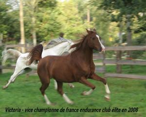 deux chevaux qui courent dans l'herbe près d'une clôture dans l'établissement Le Ranch Amadeus, à Saint-Paul-en-Born