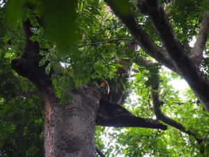 un oiseau perché au sommet d'un arbre dans l'établissement Tangkoko Safety Stop, à Bitung