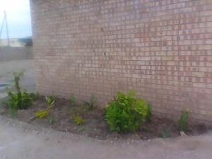 a brick wall with some plants in front of it at Fahms Self Catering in Letlhakawe
