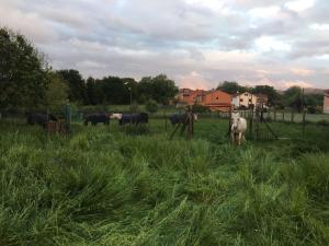 a group of horses grazing in a field of grass at Hotel Castro in Santiago de Compostela