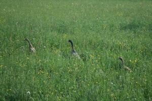 tres patos caminando en un campo de hierba en Gästehaus Egger, en Emmersdorf an der Donau