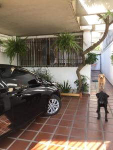 a black car parked in front of a house with a dog at Pousada Family Consulado Americano in São Paulo