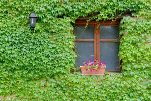 una ventana en un edificio cubierto de hiedra con una maceta de flores en Font del Pas, en Beceite