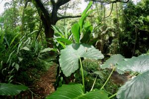 Vườn quanh Martinique Treehouse