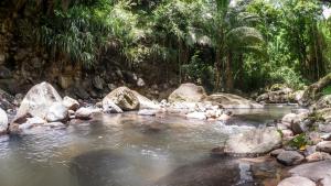 a river with rocks and trees in a forest at Martinique Treehouse in Canton Suisse
