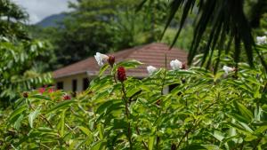 Vườn quanh Martinique Treehouse