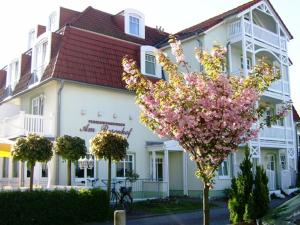 a white building with a flowering tree in front of it at Ferienwohnungen am Rosenhof in Kühlungsborn