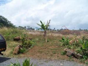 a field with a palm tree and some rocks at Le Yanrie in Bouchon