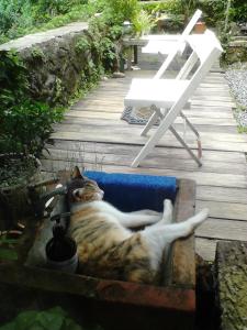 a cat laying in a trough on a deck at Jiufen Aromatherapy B&B in Jiufen
