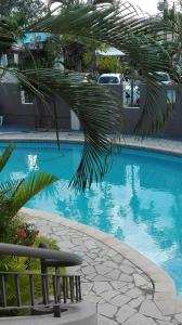 een blauw zwembad met een palmboom ernaast bij Residences Abrico in Mont Choisy