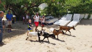 Gestir sem dvelja á Franklyn D Resort & Spa All Inclusive