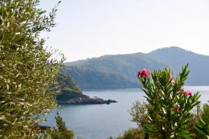 a view of a body of water with a pink flower at Villa Aquilo in Megali Ammos