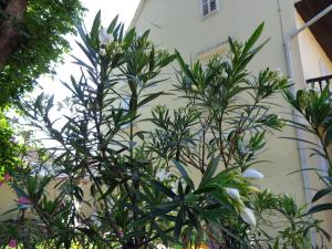 Giardino di Sobodajalstvo Obal