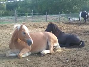 Állatok a vidéki vendégházban vagy a közelben