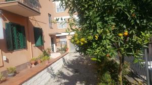 an orange tree in front of a building at La Casa Del Fornaio in Ciampino