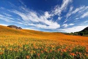 un campo de flores naranjas en una colina con un cielo azul en Field House B&B en Yuli
