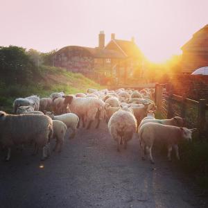 a herd of sheep walking down a dirt road at Kilsham Farm in Petworth