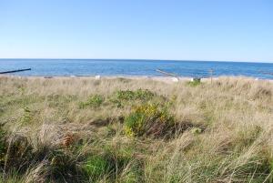 a field of tall grass next to a beach at Ferienwohnungen am Rosenhof in Kühlungsborn