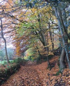 a path in the woods with leaves on the ground at Combe House Hotel in Holford