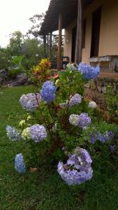 a bush of purple flowers in front of a house at Pousada Sempre Viva in Milho Verde