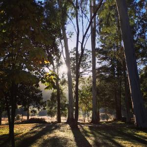 a group of trees in a park with the sun shining through at Bright Cabin Park in Bright