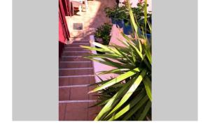 サンタ・コロマにあるRenovated good flat. Near Barcelonaの階段の横に座る植物