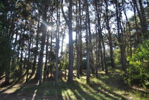 Un bosque de árboles con el sol brillando a través de ellos en Cabañas Poetas del Bosque en Balneario Mar Azul
