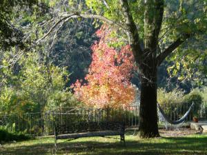 a park bench in front of a tree with red leaves at Can Barrina in Montseny