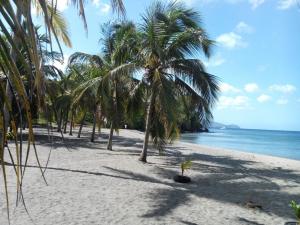a group of palm trees on a beach with the ocean at Madiana plage in Schœlcher