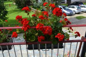 a pot of red flowers on a fence at Albergo Cioccarelli in Aprica