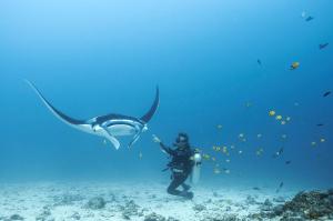 拉布安的住宿－藍馬林潛水科莫多民宿，和鲸鲨一起站在海洋里的人