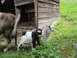 Mynd úr myndasafni af Reitlehenalm í Altenmarkt im Pongau