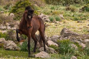 Altri animali domestici presso l'hotel o nei dintorni