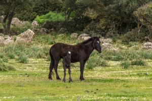 Altri animali domestici presso l'hotel o nei dintorni