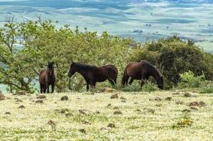 Altri animali domestici presso l'hotel o nei dintorni