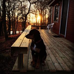 a black and white dog sitting next to a wooden bench at Farm Stay Happy Dogs Ranch in Veberöd