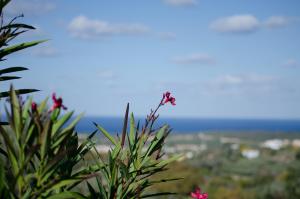 a plant with pink flowers in the foreground at Iperion Apartment G2-2 in Agia Triada +18 photos