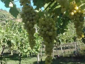 Fotografie z fotogalerie ubytování B&B Pontesello v destinaci Colognola ai Colli