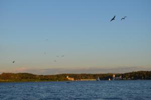 two birds flying over a large body of water at Studio nad Jeziorem in Poznań