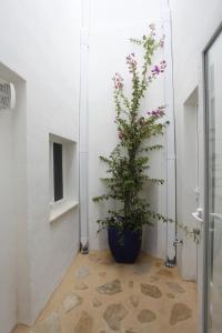 a plant in a blue pot in a hallway at APLUS Apartamentos, Old Town Benidorm in Benidorm