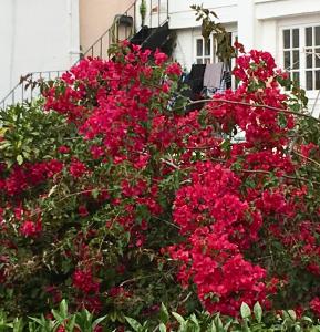 un arbusto de flores rosas delante de una casa en Flores, en Lisboa